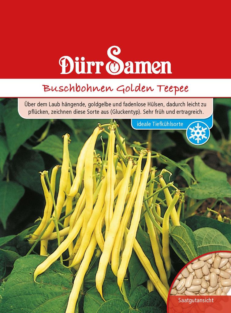 Dürr-Samen - Buschbohnen Golden Teepee - Saatgut - 0331 Produktbild 