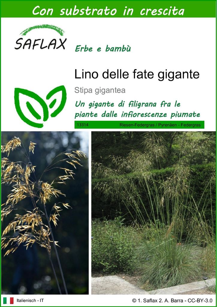 SAFLAX  - Lino delle fate gigante - 10 semi - Con substrato Immagine del prodotto 