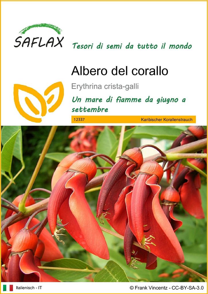 SAFLAX  - Albero del corallo - 6 semi - Erythrina Immagine del prodotto 