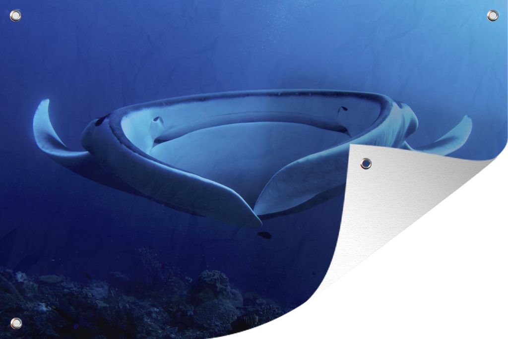 MuchoWow 60x40 cm Outdoor-Poster Gartendeko Sichtschutz Garten Poster für den Garten Eine Nahaufnahme eines Rochens im blauen Wasser