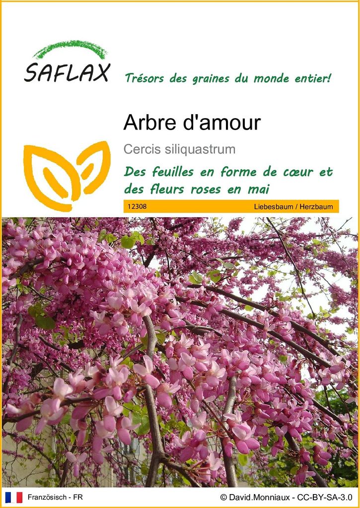 SAFLAX  - Arbre d'amour - 60 graines - Cercis Image du produit 