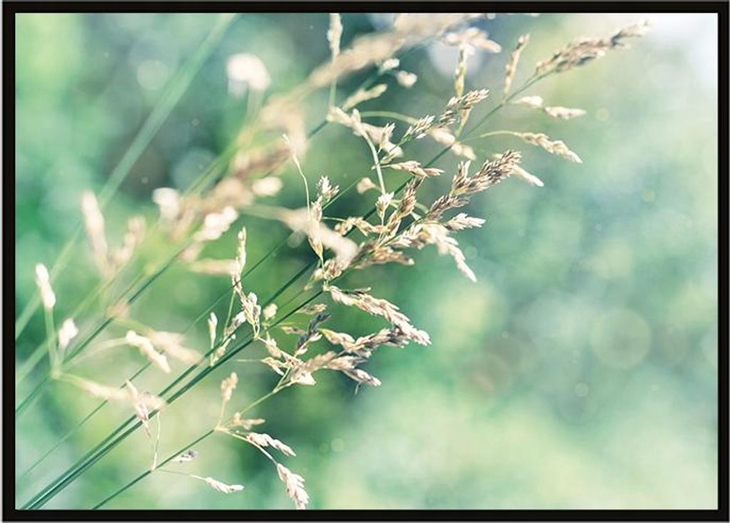 Bild Poster im Rahmen 53x73 cm Wiese P1639
