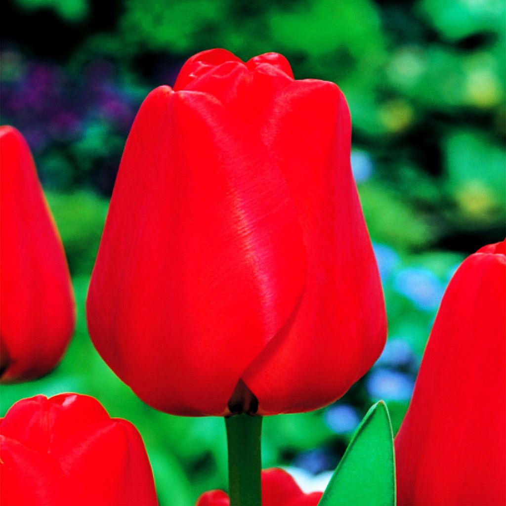 Tulipan Darwina Apeldorn 5 szt Tulipany Cebulki Tulipanów Zdjęcie produktu 