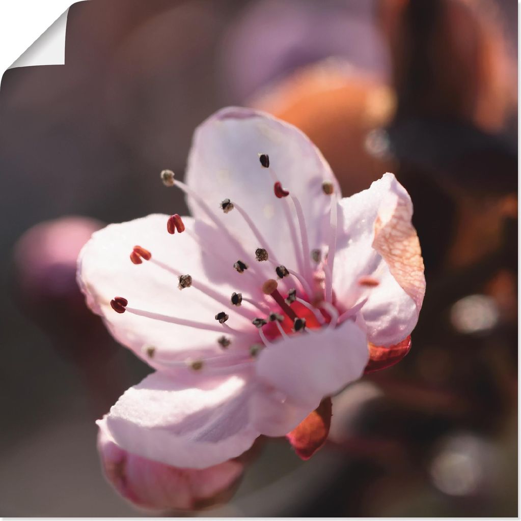 ARTland Poster Kirschblüte I Größe: 50x50 cm