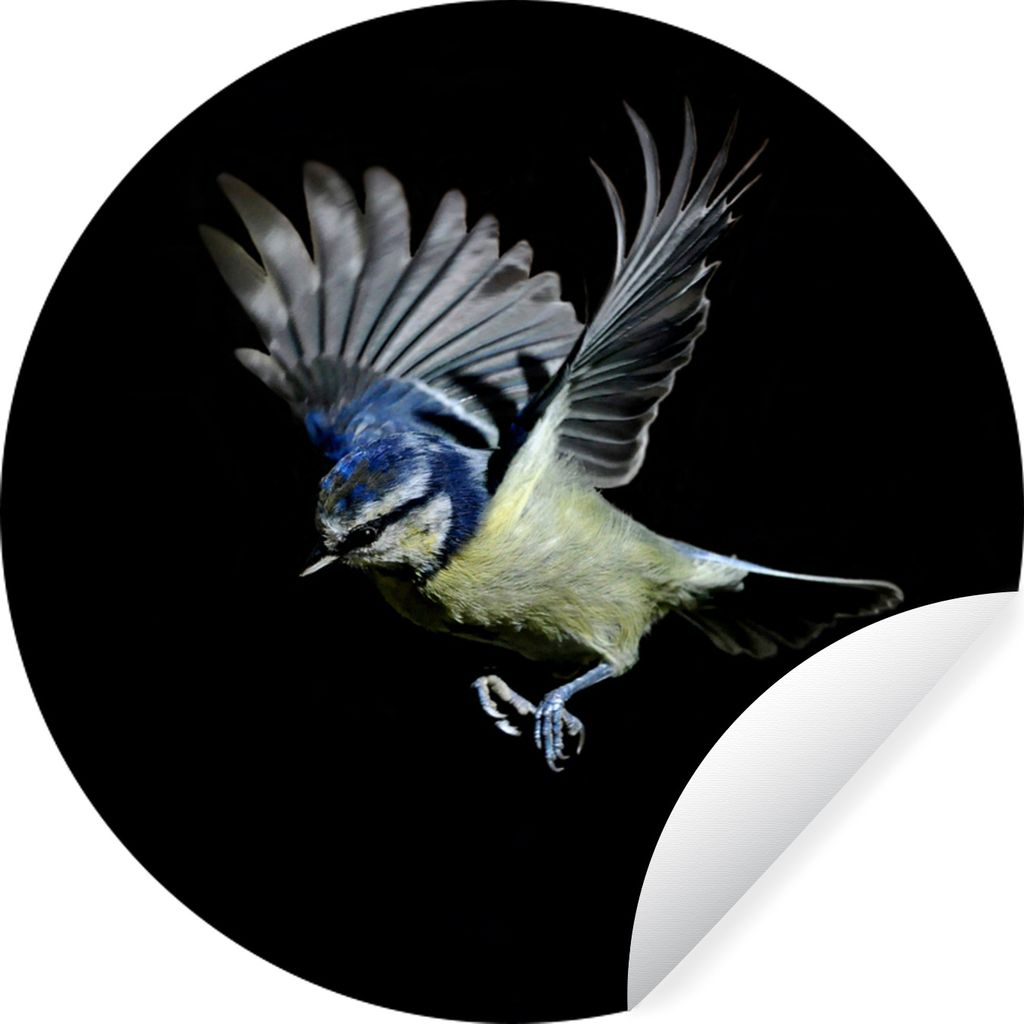 MuchoWow Runde Wandtattoo - Wandsticker Tapete Aufkleber Blaumeise - Vogel - Schwarz Ø 80 cm Selbstklebend und Repositionierbar - Wandaufkleber ...