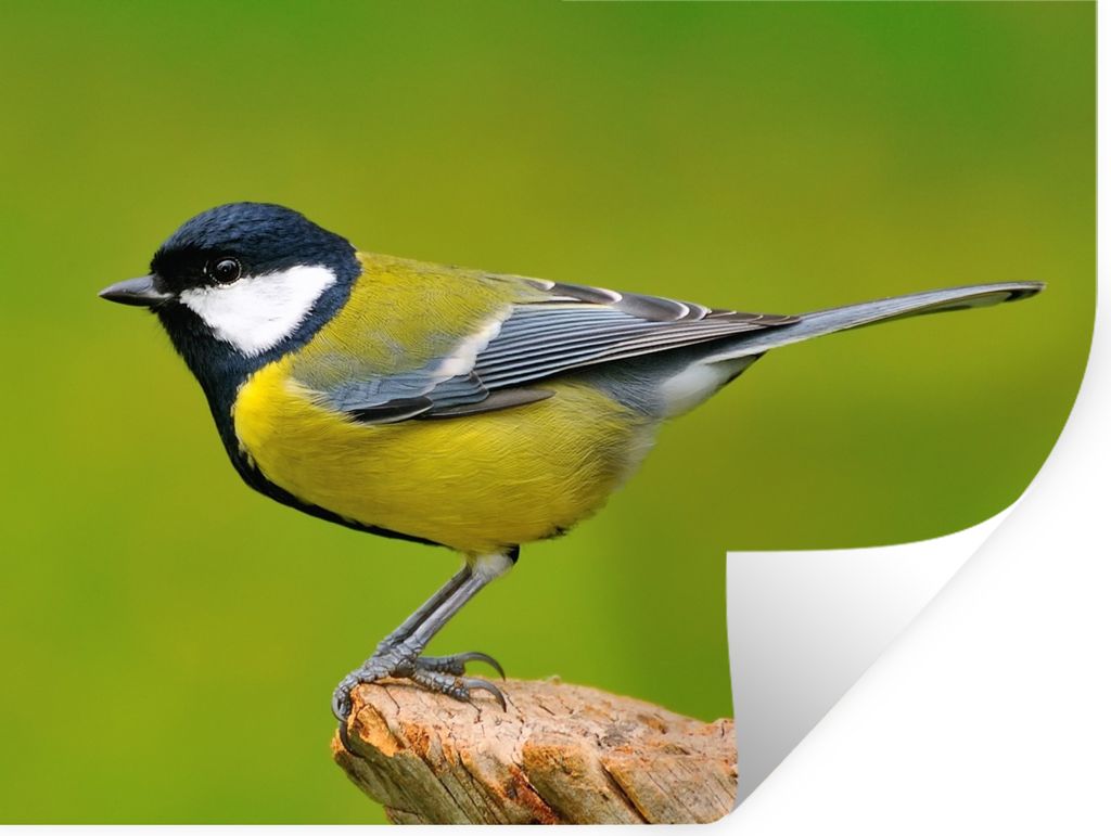 MuchoWow Wandtattoo Wandsticker Wandaufkleber Vogel - Kohlmeise - Tiere - Grün 160x120 cm Selbstklebend und Repositionierbar - Selbstklebend - F...