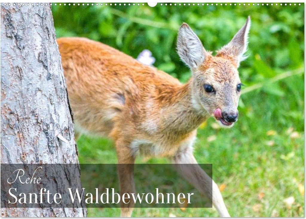 Rehe - Sanfte Waldbewohner (Wandkalender 2026 DIN A2 quer), CALVENDO Monatskalender