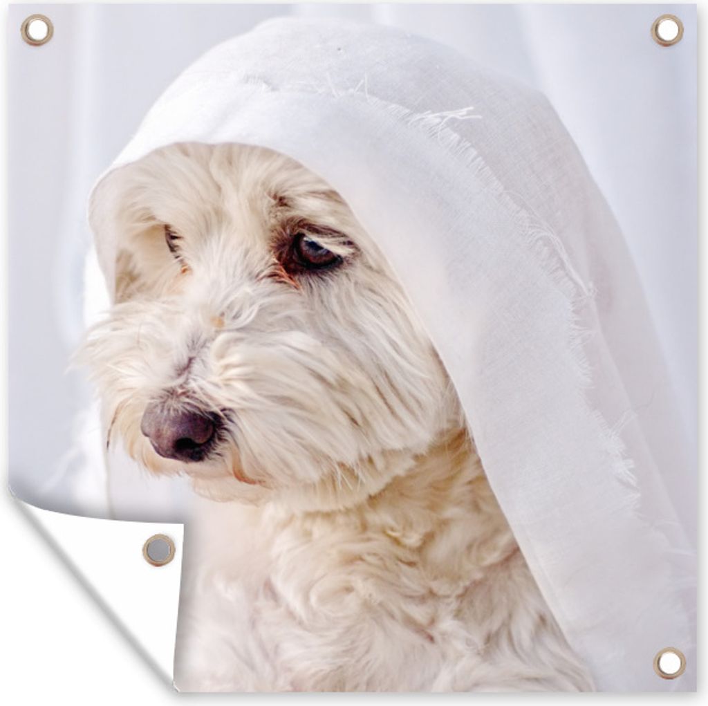 MuchoWow 50x50 cm Outdoor-Poster Gartendeko Sichtschutz Garten Poster für den Garten Ein weißer Malteserhund schaut aus dem Fenster