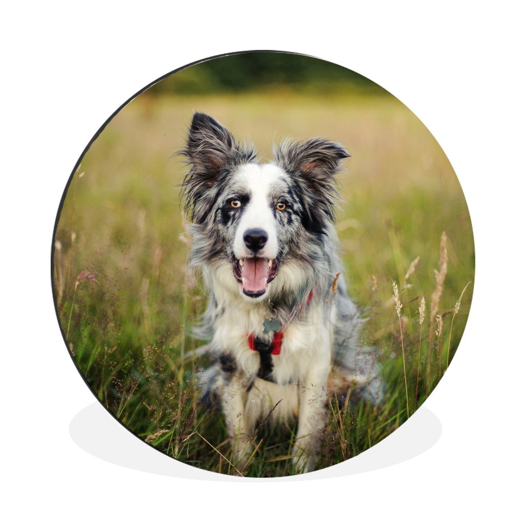 MuchoWow Aluminium Wandkreis Border Collie im Gras liegend Ø 60 cm Wanddeko Modern Wohnzimmer - Wand Kreis - Wandbild - Schlafzimmer - Aluminium...