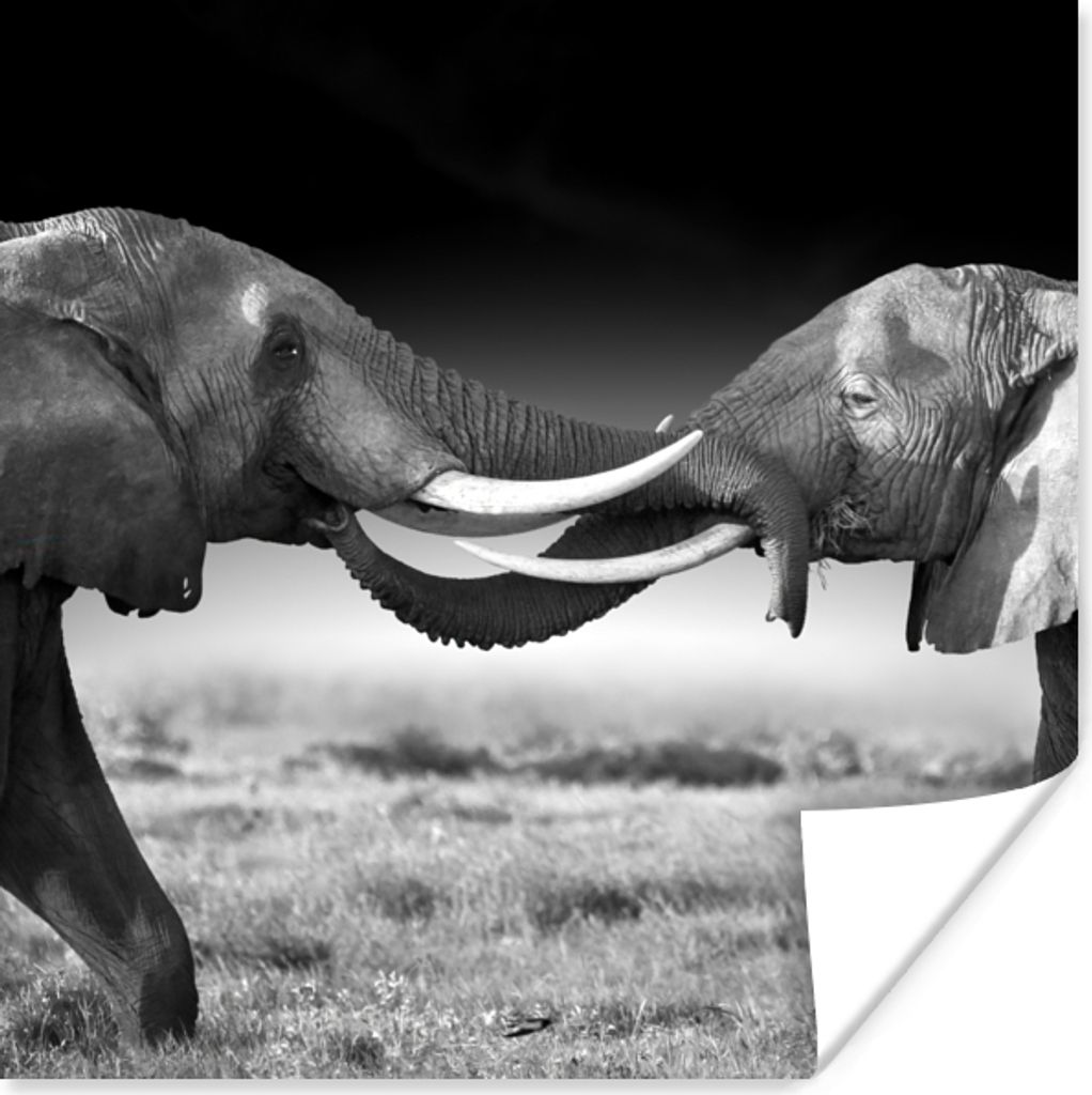 MuchoWow Poster Elefant - Tiere - Schwarz und weiß - Porträt - Landschaft 50x50 cm - Wohnzimmerdekoration