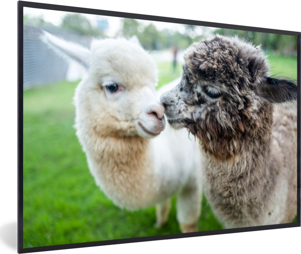 MuchoWow® MuchoWow® Gerahmtes Poster Alpakas - Tiere - Produktbild 