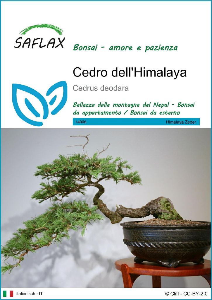 SAFLAX  - Cedro dell'Himalaya  - 35 semi - Cedrus Immagine del prodotto 
