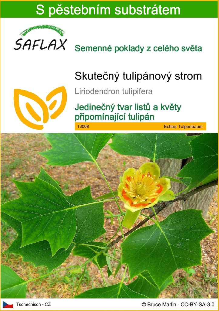 SAFLAX - Skutečný tulipánový strom - Liriodendron Obrázek produktu 