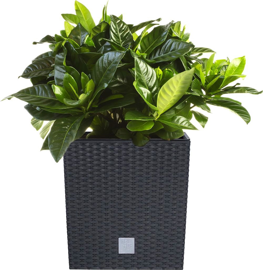 Blumentopf + Einsatz Blumenkübel Rattan RATO LOW DRTS225L Produktbild 22