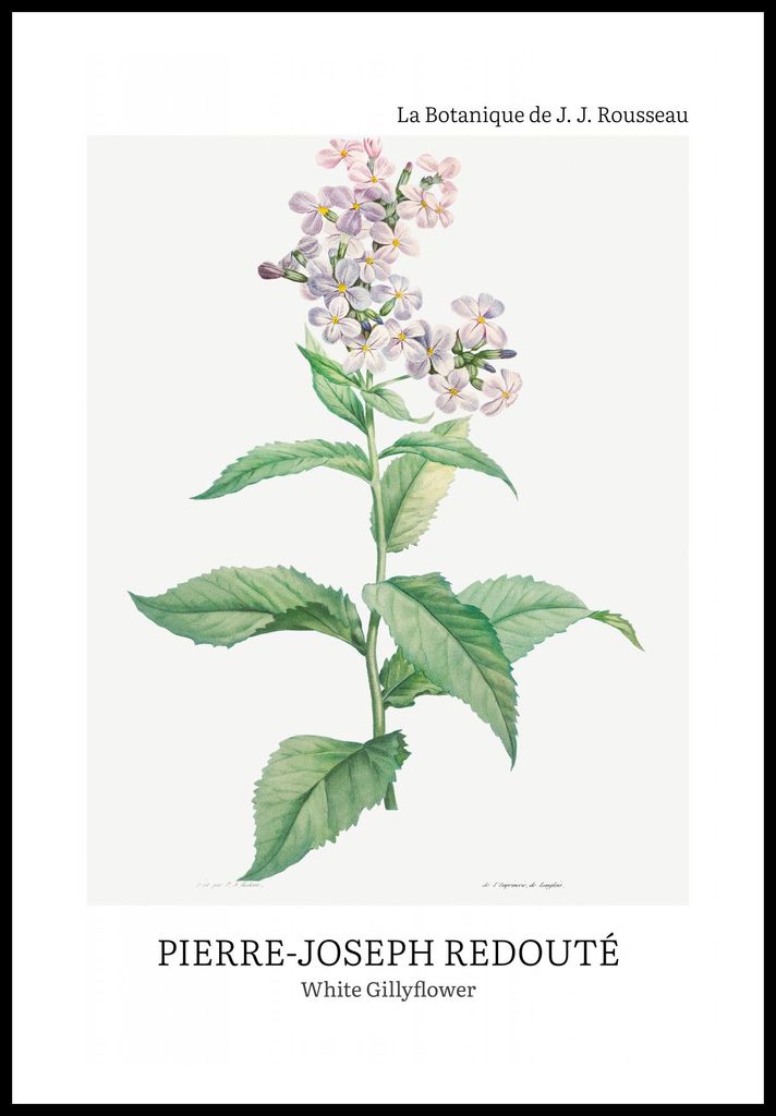 Plakat 61x91,5cm Design Weiß Gillyflower, Redoute Vintage für das Wohnzimmer