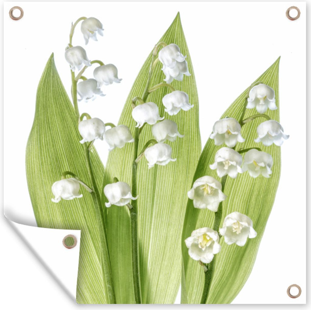 MuchoWow 50x50 cm Outdoor-Poster Gartendeko Sichtschutz Garten Poster für den Garten Ein Porträt der weißen Blüten der Lilie von Dalen