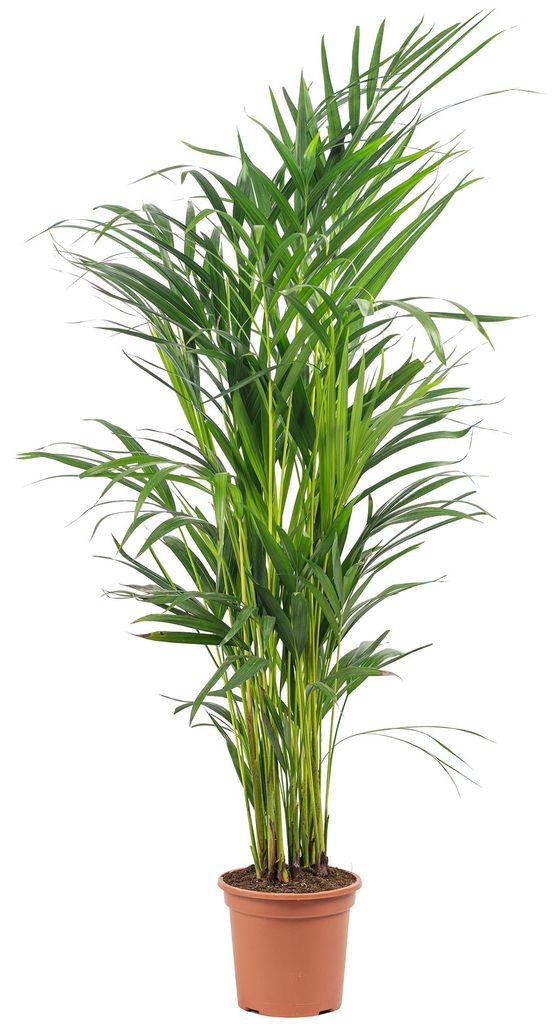 Goldfruchtpalme - pflegeleichte Zimmerpflanze, Areca Dypsis Lutescens - Höhe ca. 85 cm, Topf-Ø 17 cm