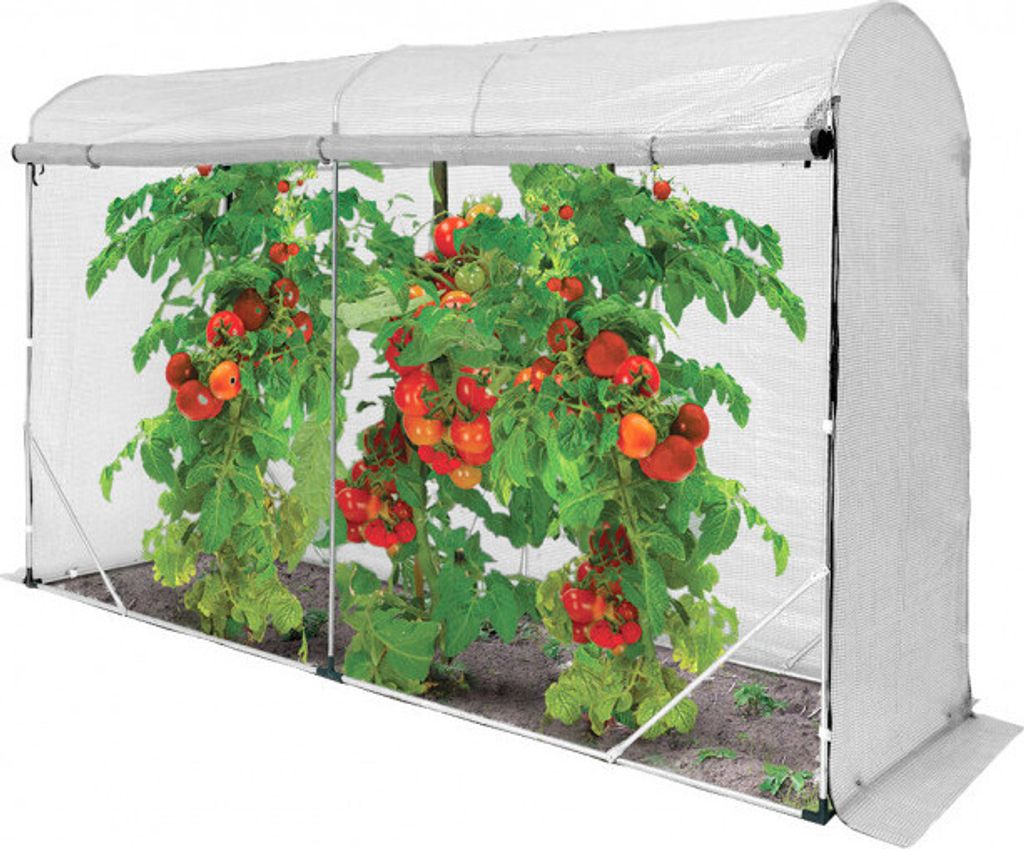 A greenhouse with tomato plants inside.