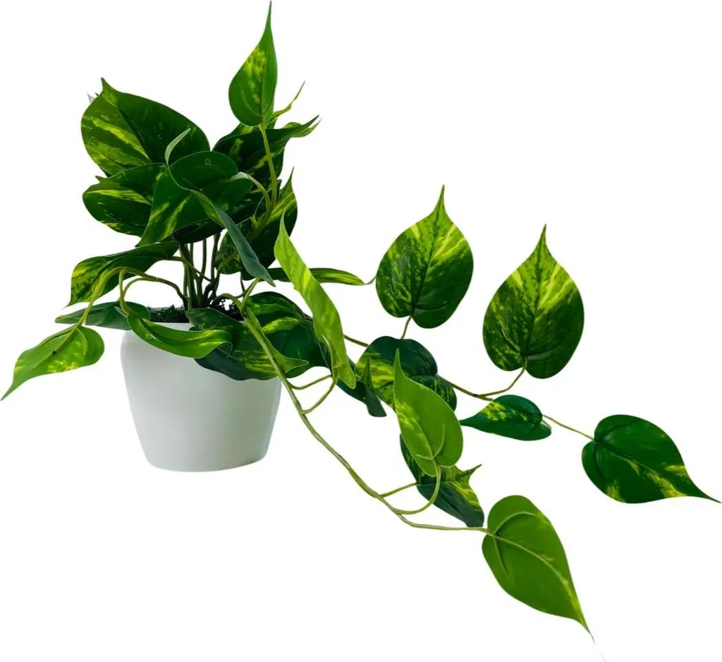 Philodendron suspendu 25x40 cm avec feuillage dense - Pot inclus robuste