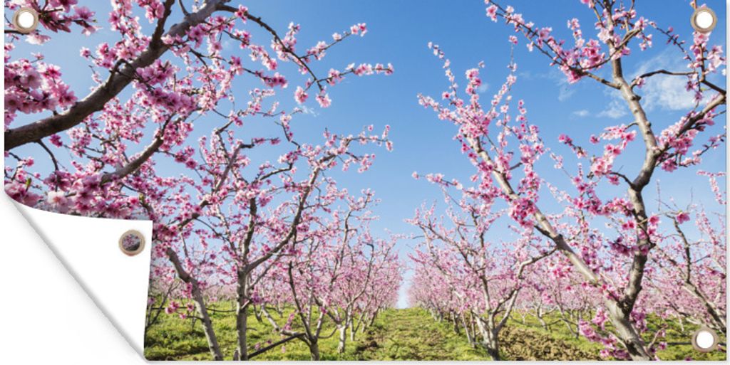 MuchoWow 160x80 cm Outdoor-Poster Gartendeko Sichtschutz Garten Poster für den Garten Obstbäume - Kirsche - Blüte