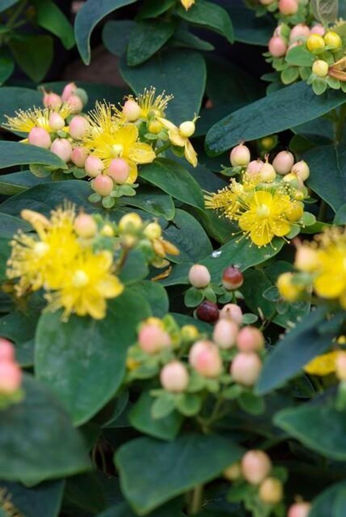 Hypericum inodorum 'Annebel' – 24 Pflanzen – 10-25 cm – Ø9 cm – Kompakter, winterharter Strauch mit gelben Blüten – Pflegeleichter B...