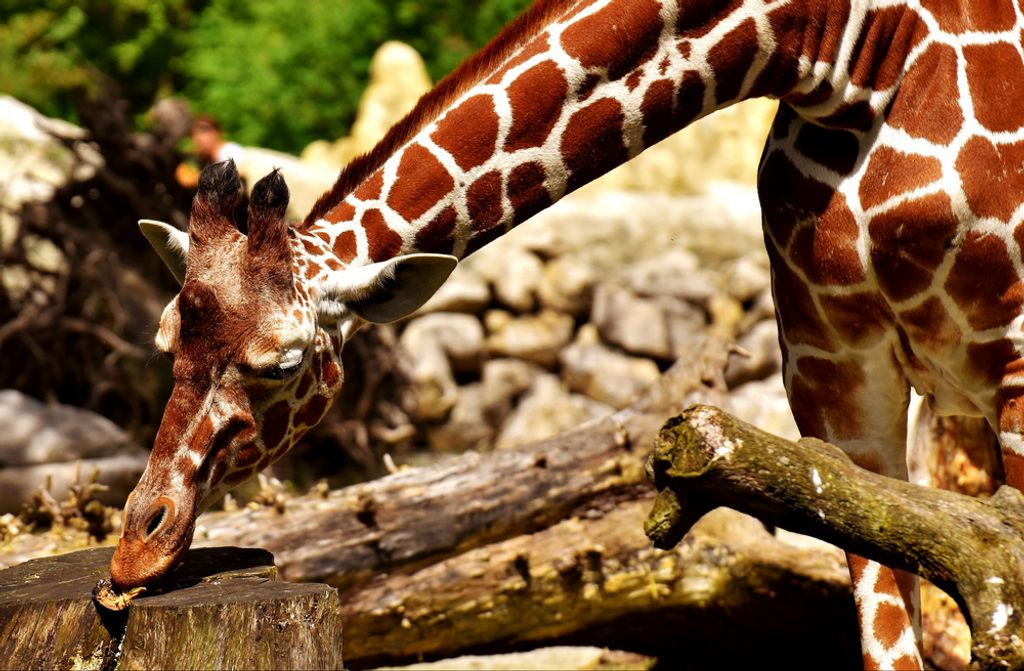 hansepuzzle 70793 - Giraffe Puzzle, 500 Teile, Tierwelt, 46,0 x 30,0cm mit hochwertiger Aufbewahrung, Kartonbox und wiederverschließbarem Beutel