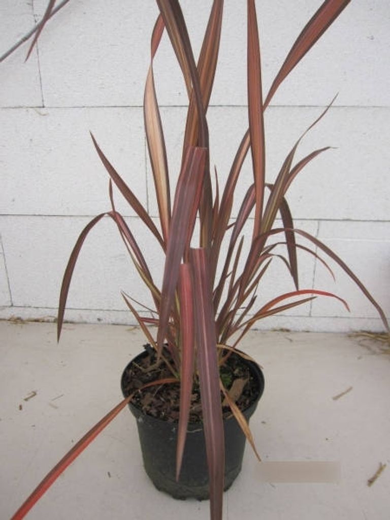 Phormium tenax Veneer - Neuseelandflachs Veneer