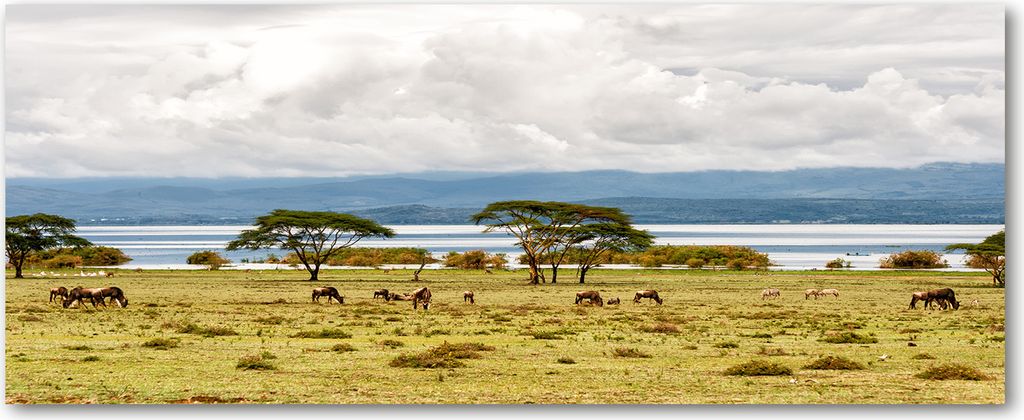 Tulup Glas-Bild Wandbild aus Glas - 125x50 - Wandkunst - Wandbild hinter gehärtetem Sicherheitsglas - Dekorative Wand für Küche & Wohnzimmer ...