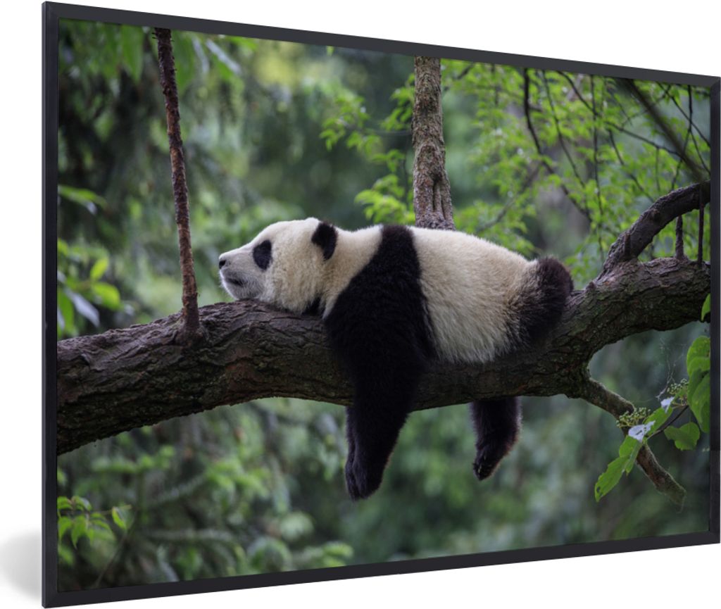 MuchoWow Gerahmtes Poster Panda - Baum - Tiere - Natur 90x60 cm - Poster mit Schwarzem Bilderrahmen Wandposter Rahmen Foto Bilder - Fotorahmen - ...