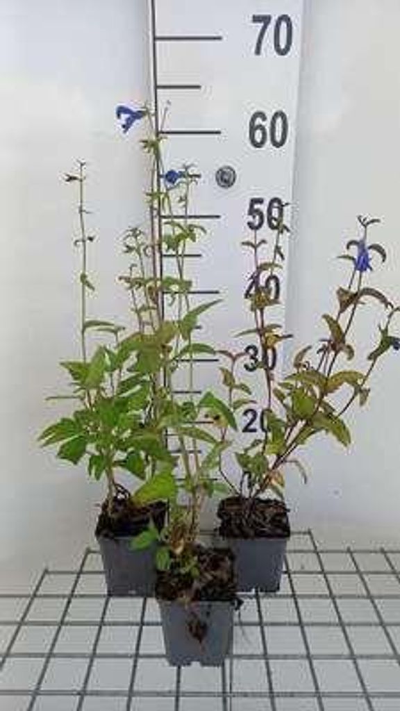6 x Salvia patens 'Royal Blue' - Muschio a stella - vaso 9 Immagine del prodotto 