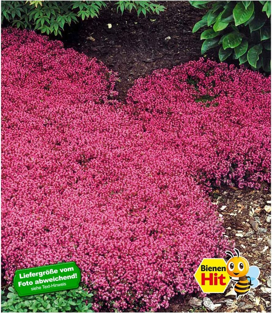 BALDUR Garten Winterhart Bodendecker-Thymian, 3 Pflanzen Produktbild 3