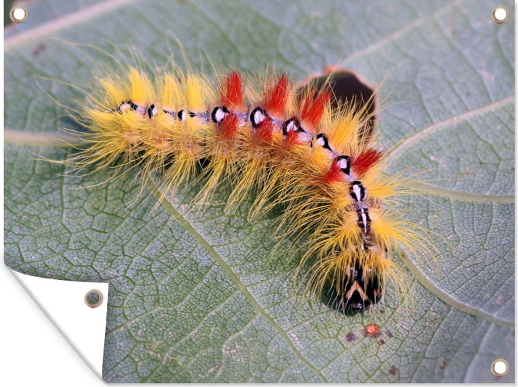 MuchoWow 40x30 cm Outdoor-Poster Gartendeko Sichtschutz Garten Poster für den Garten Eine haarige Raupe auf einem Blatt