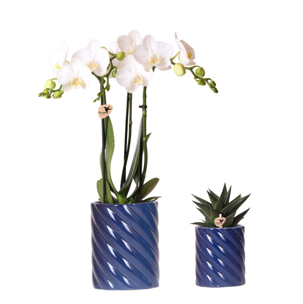 Sada Kolibri Orchids s bílou orchidejí Amabilis a Obrázek produktu 