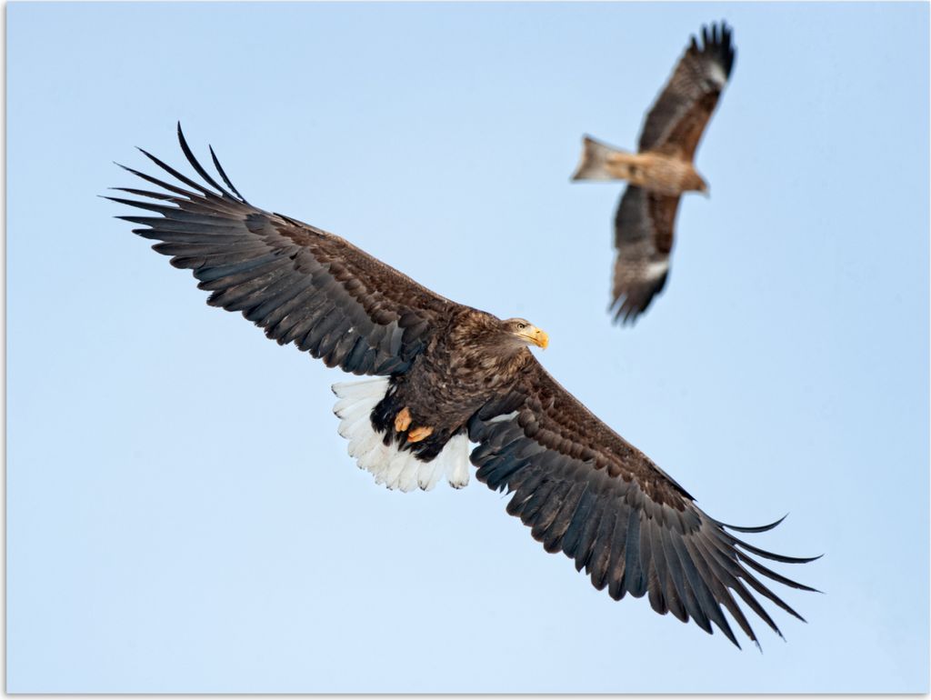 MuchoWow Poster Zwei europäische Seeadler schweben in der Luft 160x120 cm - Foto Plakat