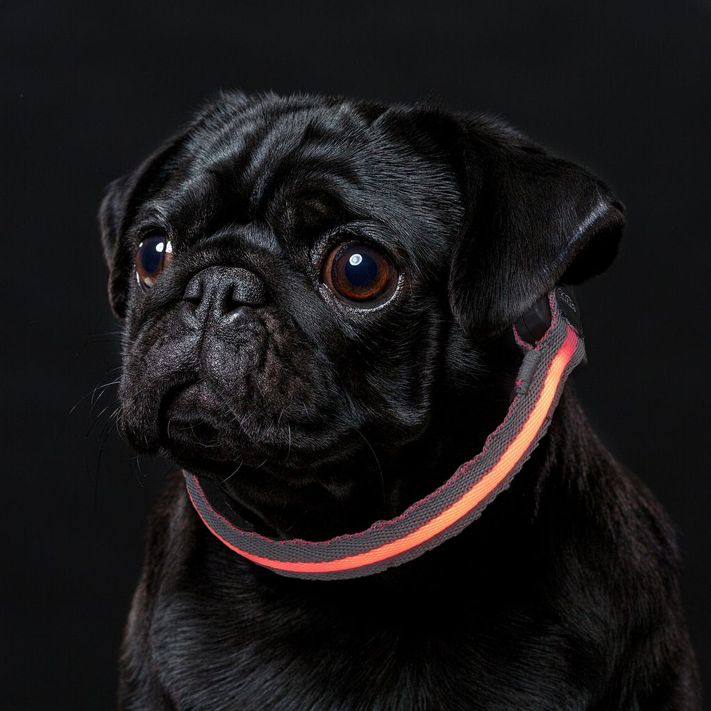 LED Hundehalsband in Größe XS in Grau Pink mit Akku und Blinkfunktion 3-6 Std