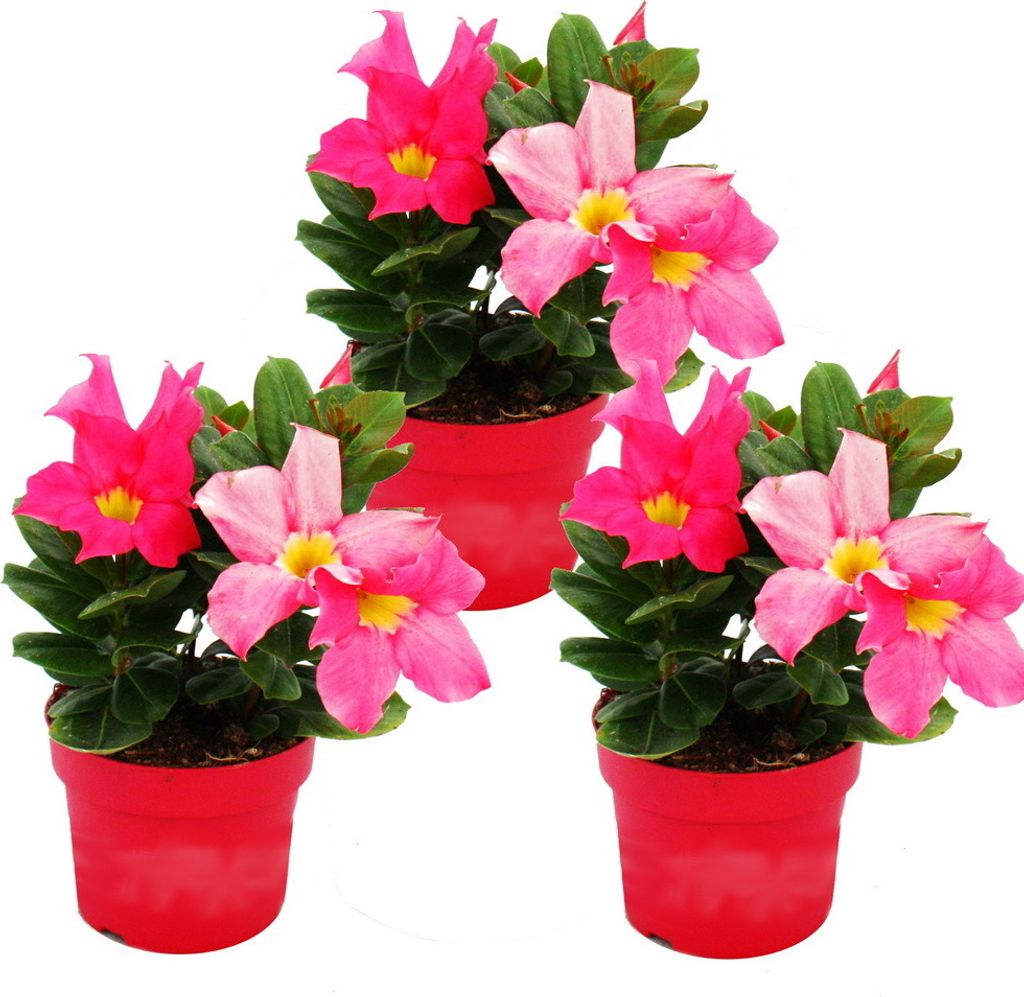 Dipladenia - Jasmin du Chili - pot 9cm - set de 3 plantes - Image du produit 