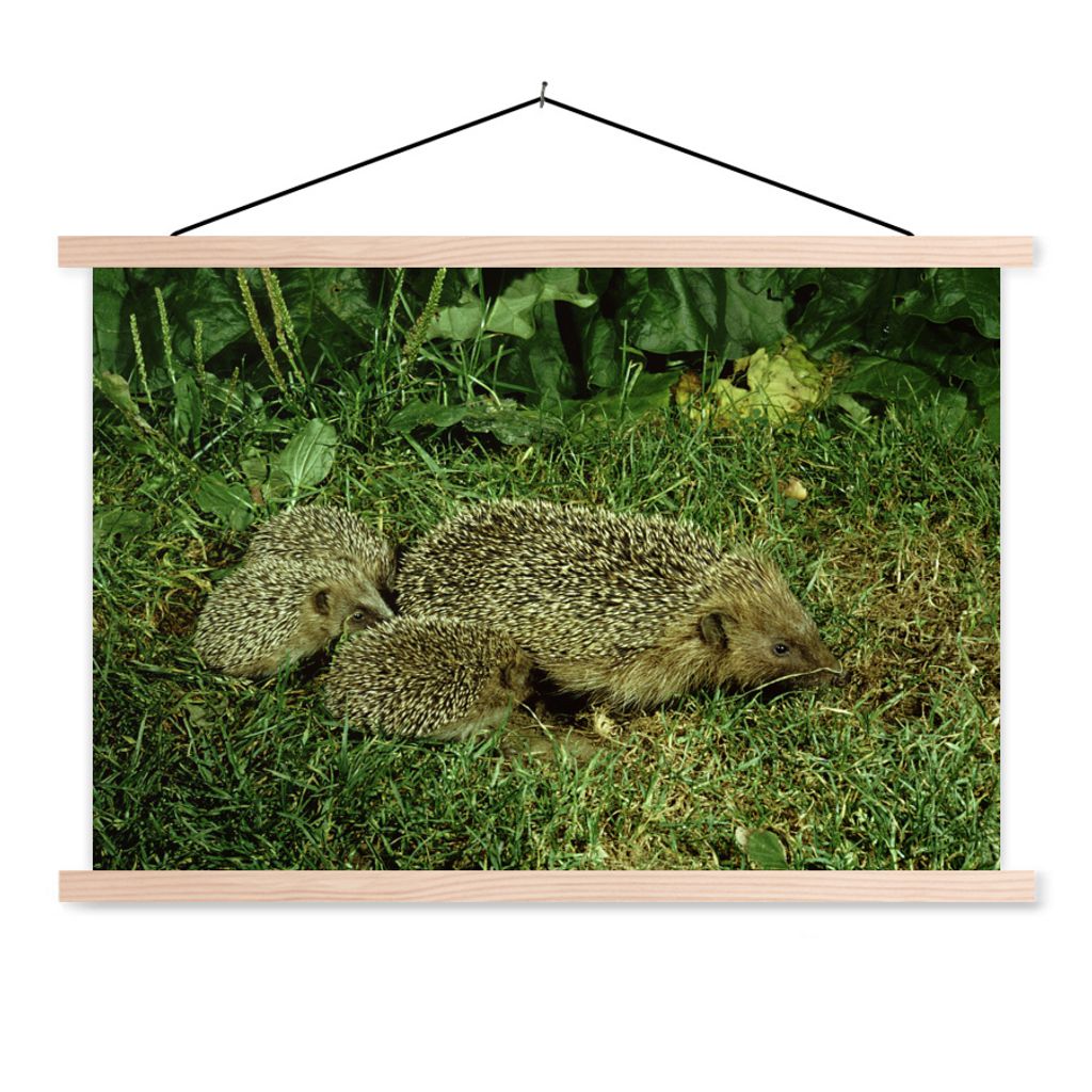 MuchoWow Textilposter Igel mit drei Igelbabys 120x80 cm mit holzfarbenen Rahmen - Aufhängeset