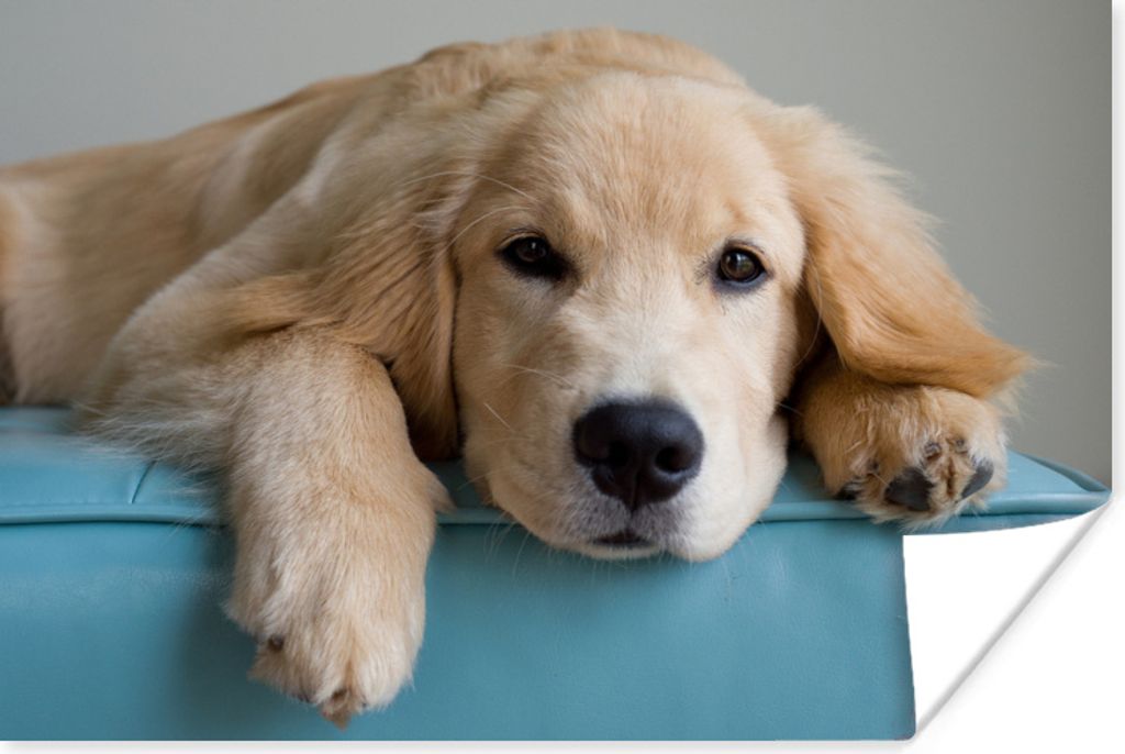 MuchoWow Poster Ein liegender Golden Retriever 90x60 cm - Schlafzimmer