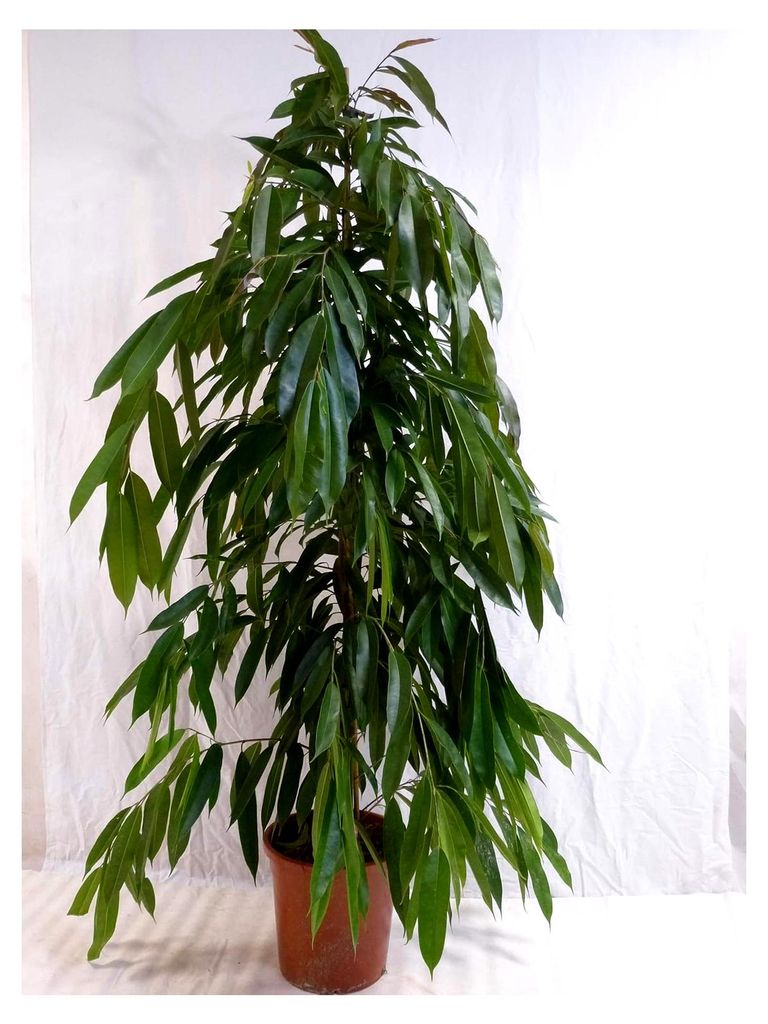 XL Ficus bin. "Amstel King" - 160 cm Zimmerpflanze ähnlich benjamini