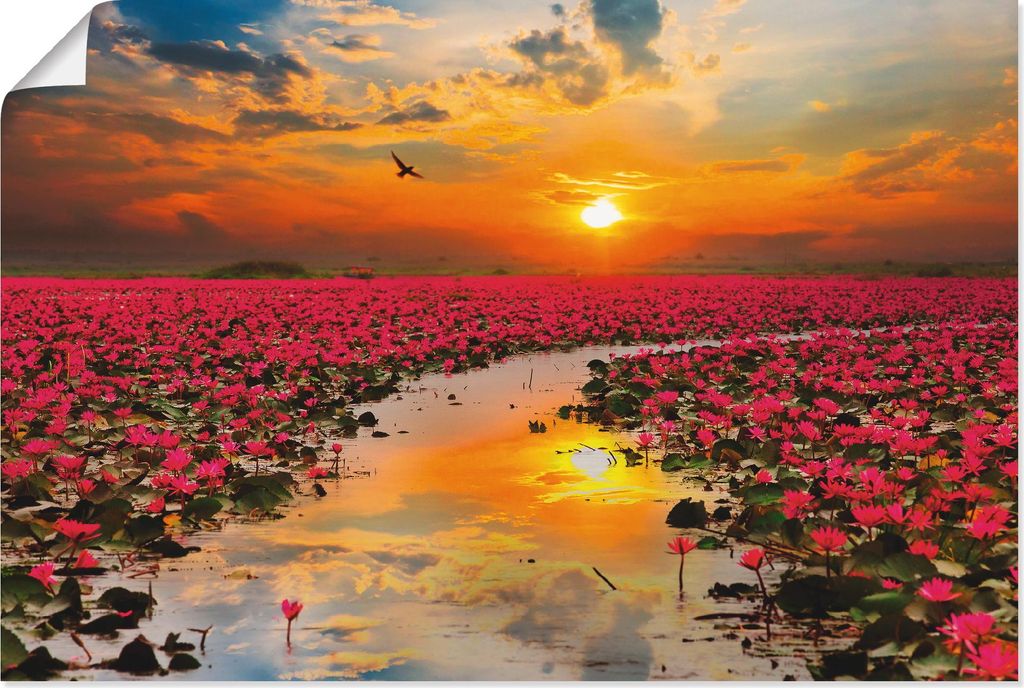 ARTland Poster Sonnenschein blühende Lotusblume Größe: 120x80 cm