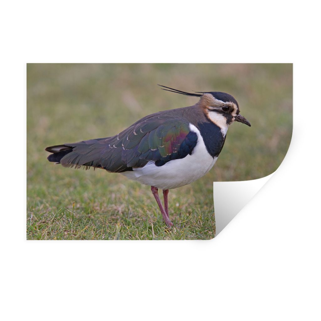 MuchoWow Wandtattoo Wandsticker Wandaufkleber Kiebitz im Gras 120x80 cm Selbstklebend und Repositionierbar - Selbstklebend - Fototapeten