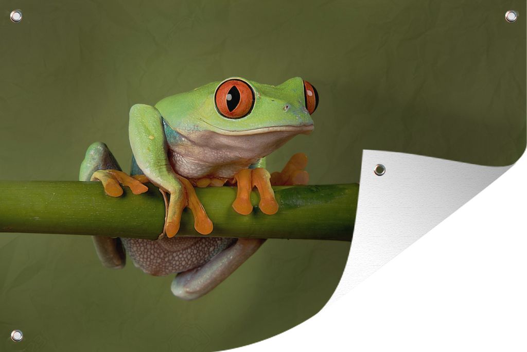 MuchoWow 60x40 cm Outdoor-Poster Gartendeko Sichtschutz Garten Poster für den Garten Frosch - Grün - Zweig