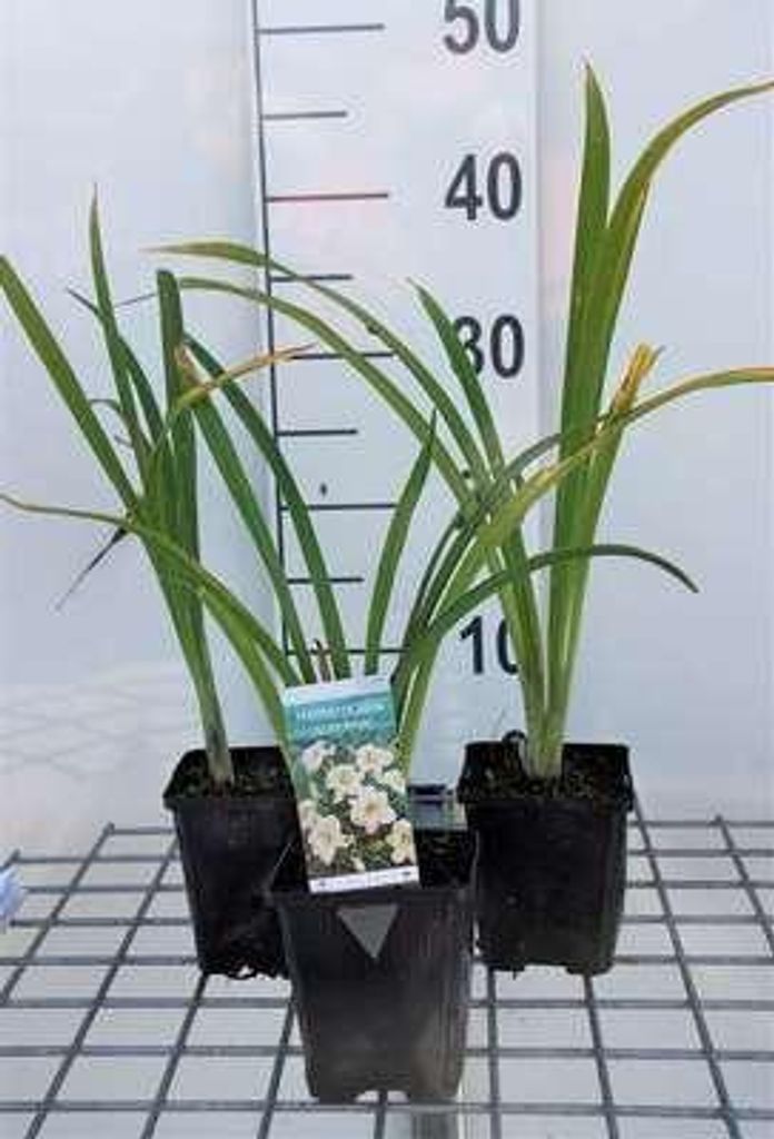 6 x Hemerocallis hybr. 'Arctic Snow' - taglilie - Topf 9 x 9 cm