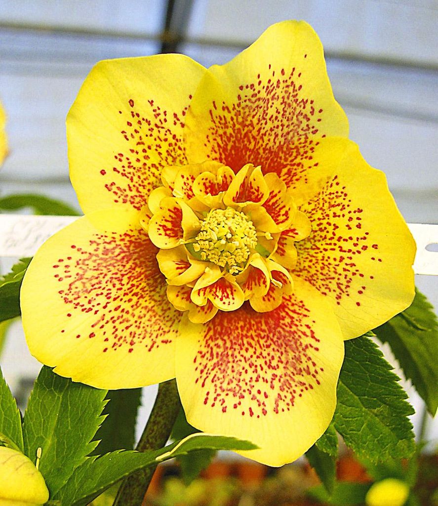 BALDUR Garten 1x Christrose 'Hantay', Pflanze im 9x9 cm-Topf, Helleborus Niger, winterharte Staude, mehrjährig, bienenfreundlich, pflegeleicht, f...