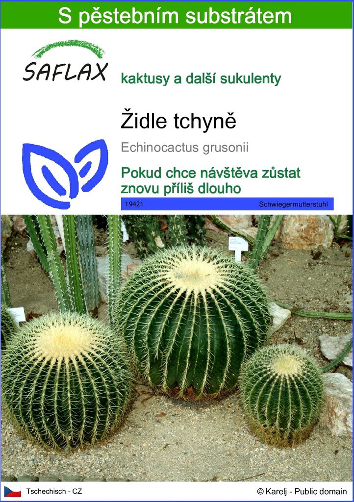 SAFLAX - židle tchyně - Echinocactus grusonii - 40 Semena - Obrázek produktu 