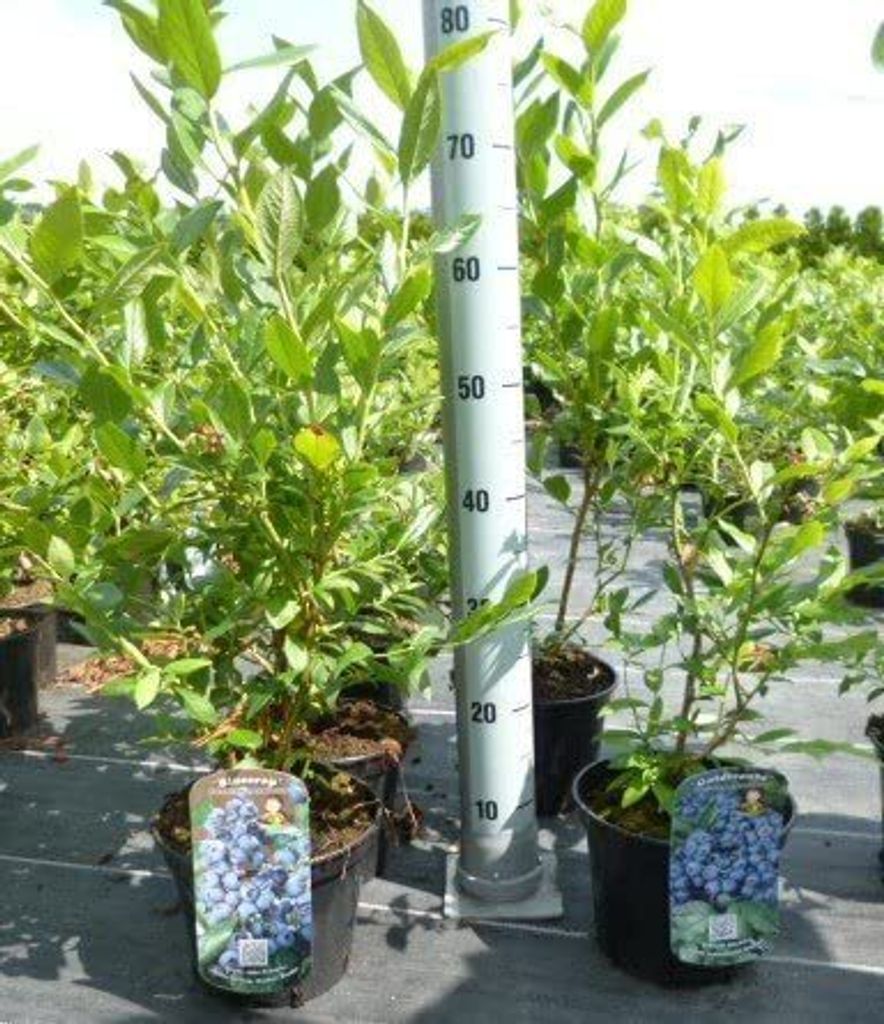 Vaccinium corymbosum 'Bluecrop', Heidelbeere, 60–80 cm, Produktbild 