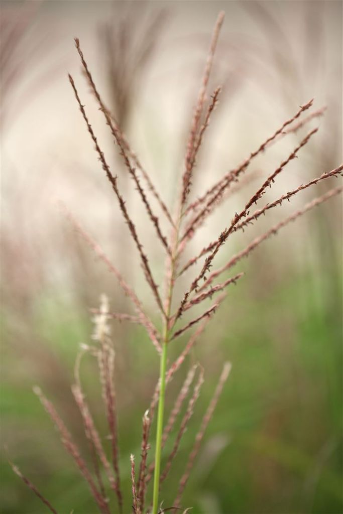 Miscanthus sinensis 'Dronning Ingrid', Chinaschilf, 3-5 Liter Container