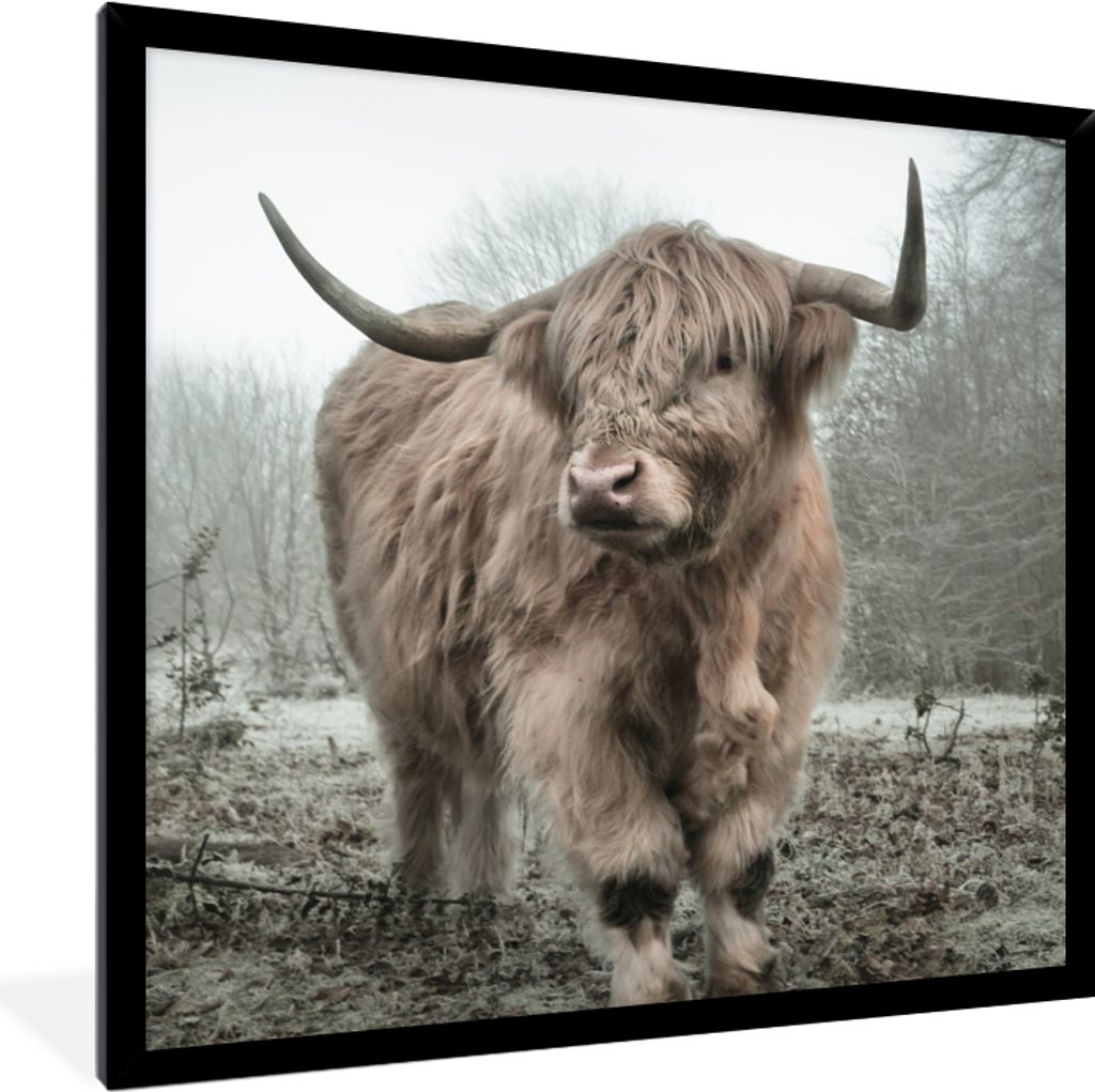 MuchoWow Gerahmtes Poster Schottische Highlander - Natur - Herbst - Tiere - Wildtiere - Wald 40x40 cm - Poster mit Schwarzem Bilderrahmen Wandpos...