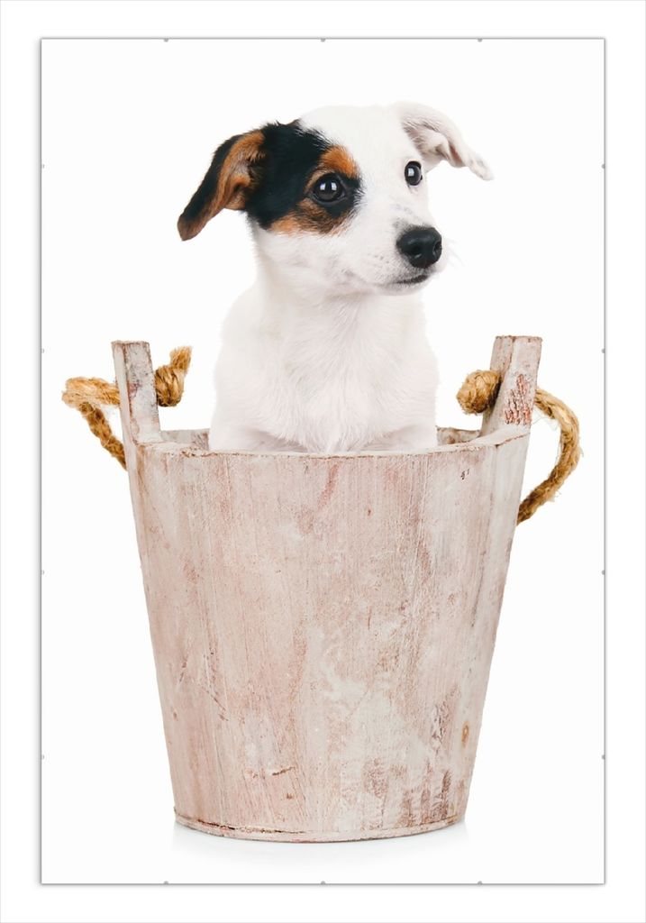 Wallario Wandbild Hunde-Welpe Jack Russel Terrier in einem Holzeimer, Größe: 61 x 91,5 cm, Poster mit rahmenlosen Bildhalter