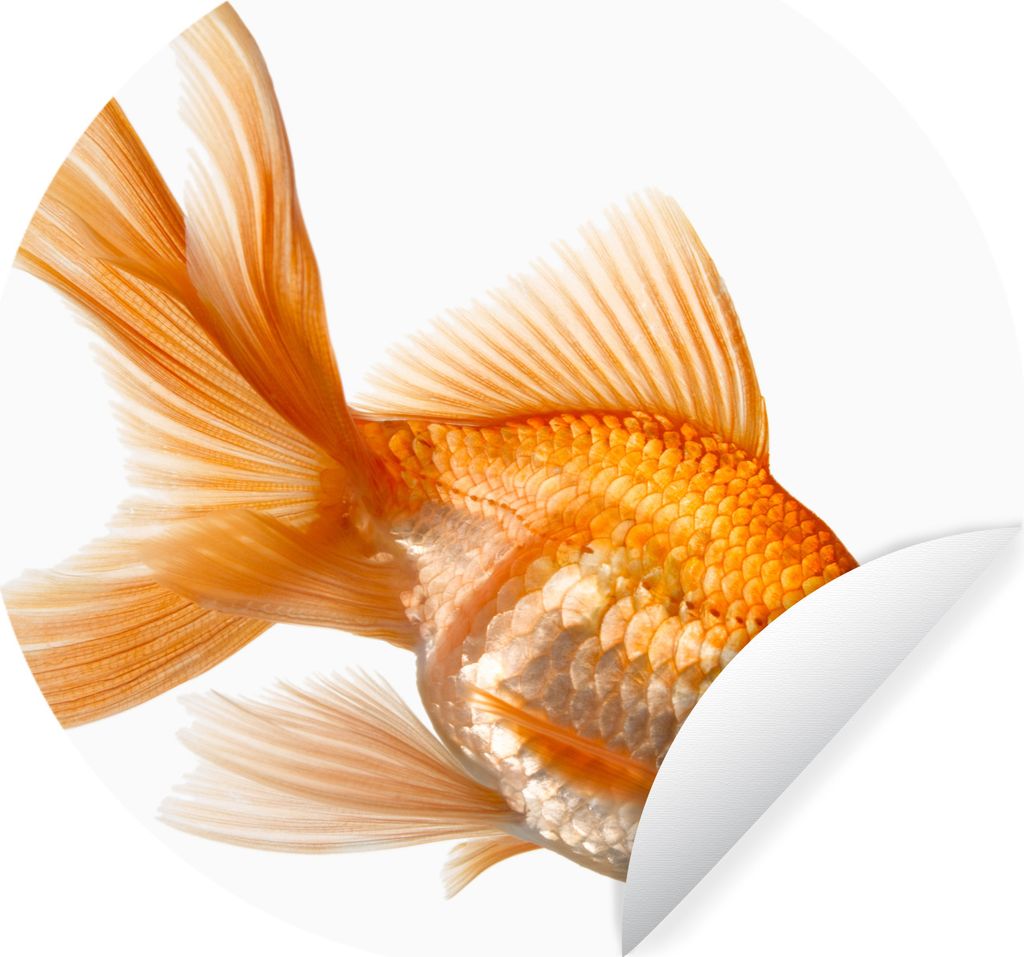 MuchoWow Runde Wandtattoo - Wandsticker Tapete Aufkleber Goldfisch - Weiß Ø 50 cm Selbstklebend und Repositionierbar - Wandaufkleber - Kreis - ...